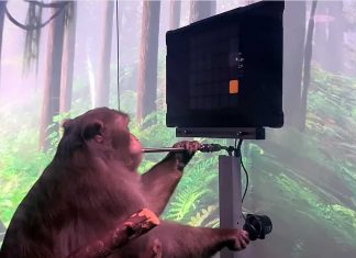 15 Of The 23 Monkeys Have Died: The Apes With Elon Musk’s Neuralink Implants Were Subjected To Extreme Suffering Monkey Playing Video Games With His Mind