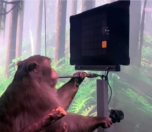 Monkey Playing Video Games With His Mind Monkey Playing Video Games With His Mind