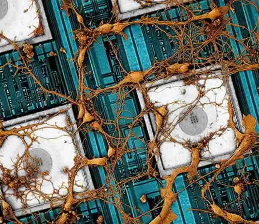 Copy And Paste Brain Data On Chips Copy And Paste Brain Data On Chips